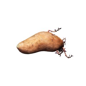 POTATO VEGETABLE STACK Blackberry Tomato Potato Pepper Bread Pumpkin Zucchini Carrot Lettuce Cabbage Apple Melon Watermelon kactus Pineapple Plantain Banana Grape Ocume Cake Strawberry Hamburger Mango Pear Papaya Mussel Lemon Basket Box Plate Kiwi