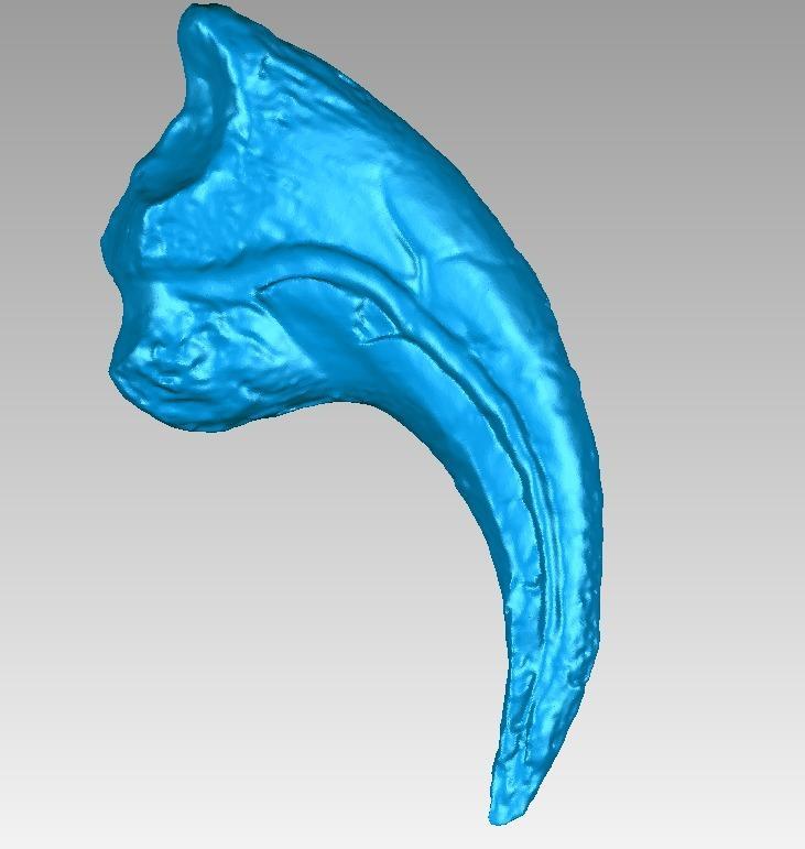Allosaurus dinosaur claw