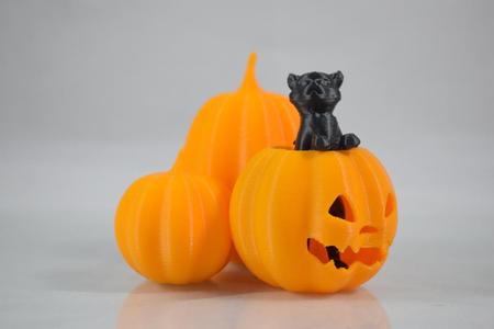 Cat in the pumpkin patch