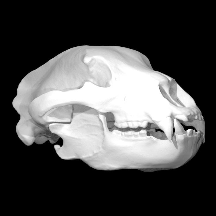 Bear Skull