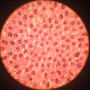 Microscope conector for iPhone 6, 6s