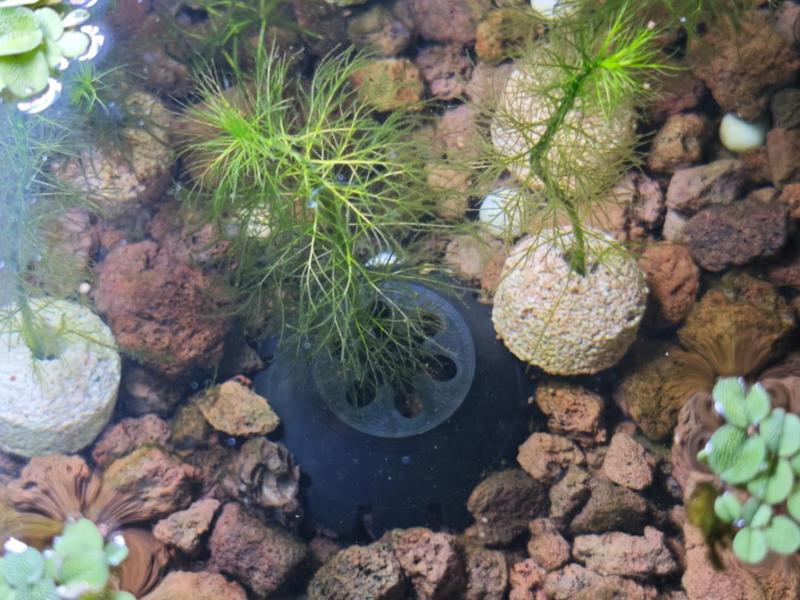 Aquarium Plant Holder (Planting and Rooting, 6g Filament, 20-Minute Rapid Print)