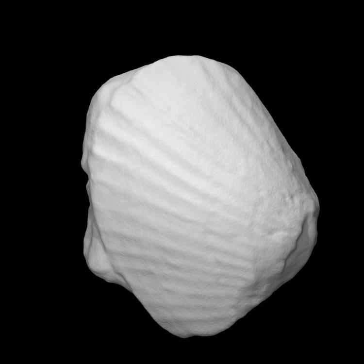 Lima (Mantellum) Cantabrigiensis Woods