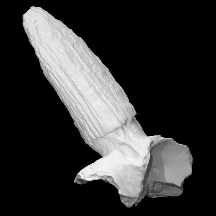 Gazella right mandible (extracted)