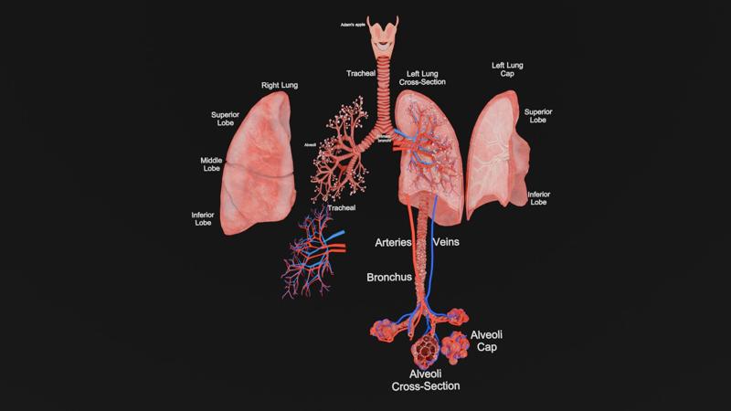 Human Lung Anatomy with Trachea, Bronchi, and Alveoli