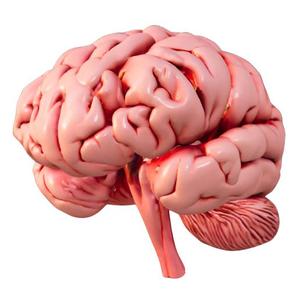 Human Brain Model