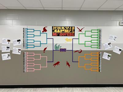 March Mammal Madness Wall Bracket