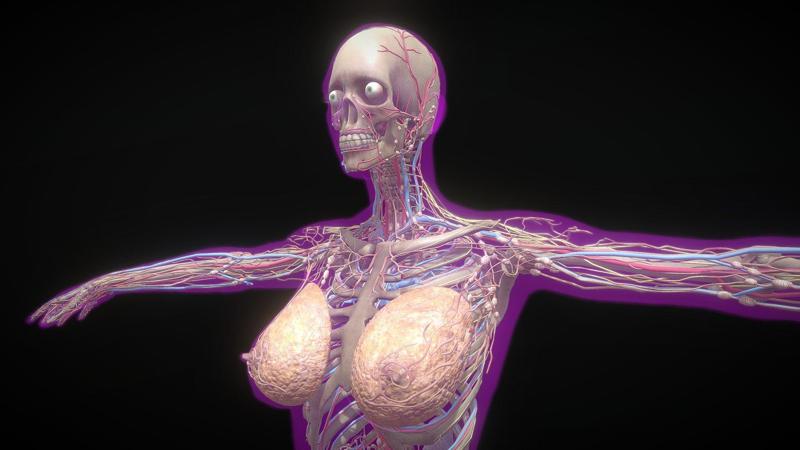 FEMALE WITHOUT VISCERAL MUSCLE FBX