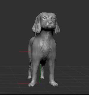 Cavalier King Dog