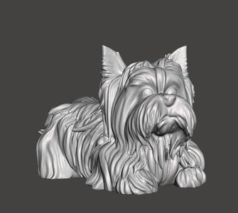 D6 little cute dog