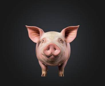 pig