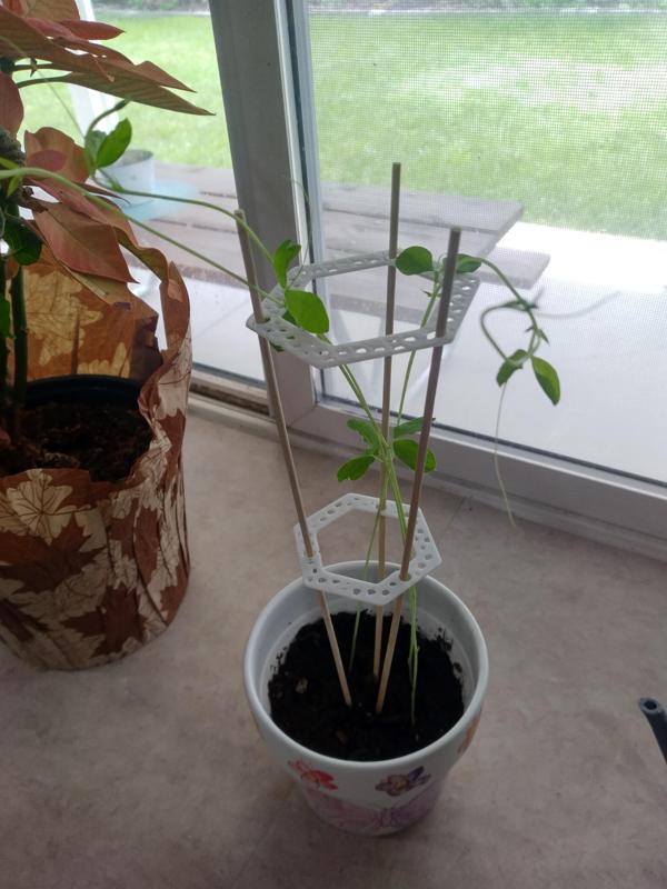 Plant Cage