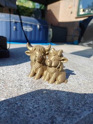 Adorable Highland Cow Couple