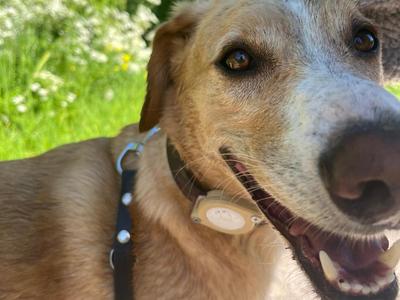Dog Airtag Holder - Very sturdy but some work