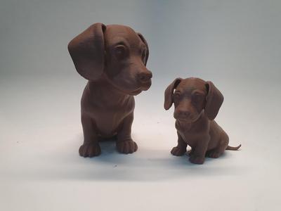 Cute Dackel Puppy 