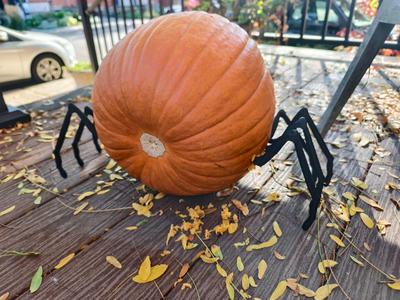 Jacko lantern Pumpkin Spider