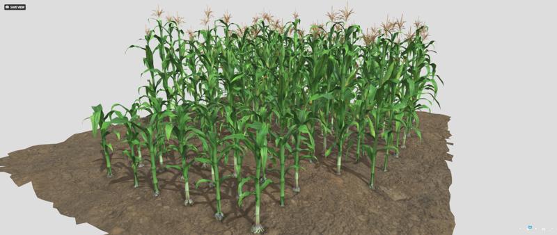 Corn field