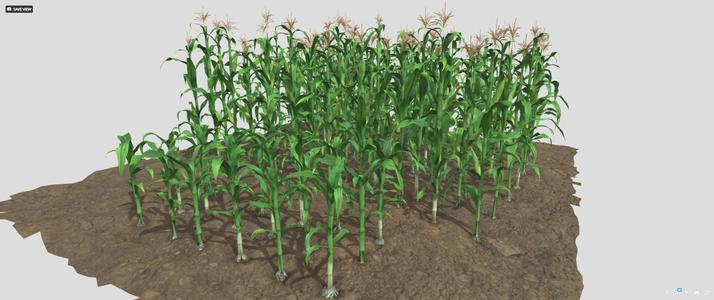 Corn field