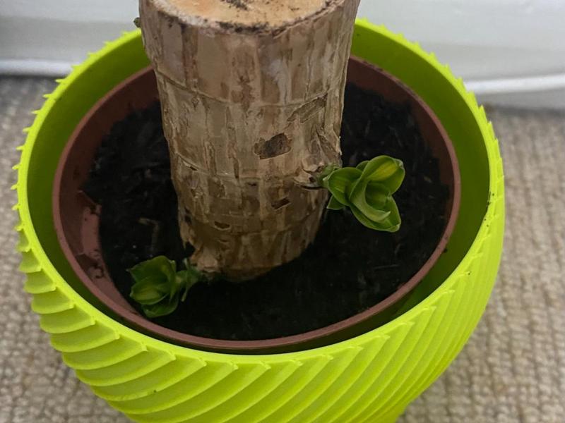 Plant Pot
