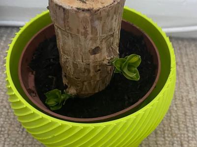 Plant Pot
