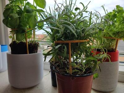 Customizable Herb Support