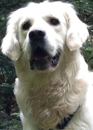 PIN's Golden Retriever - Saphir