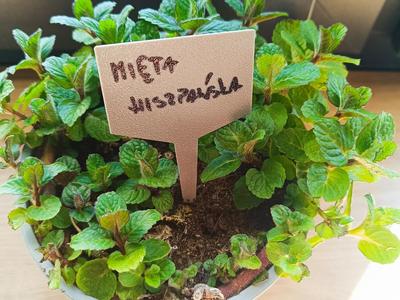 Plant labels