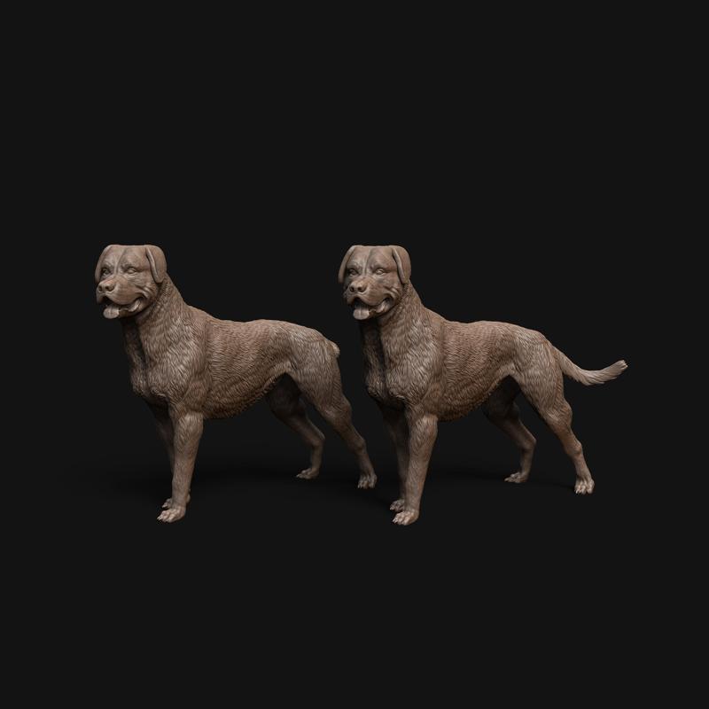 Rottweiler dog standing - pre supported dog