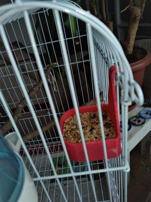 Bird Feeder