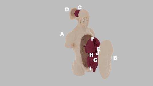 Body teaching aids