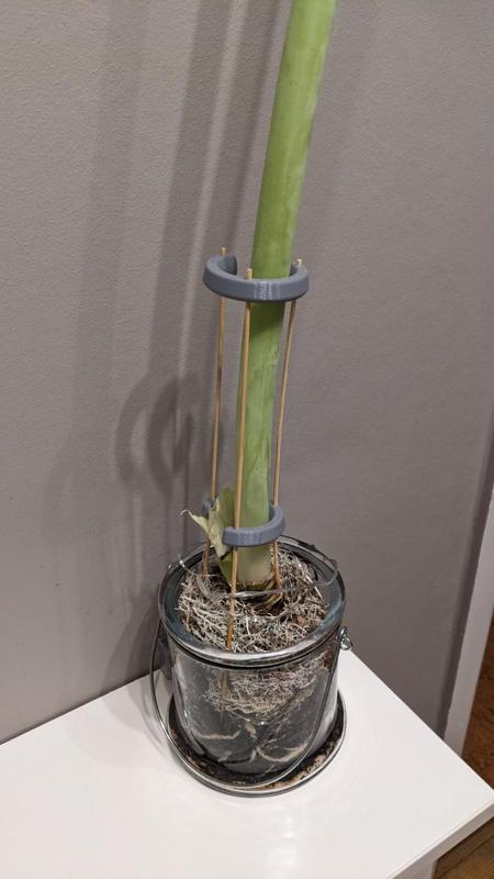 Amaryllis Flower support