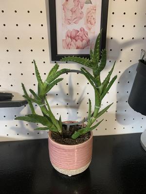 Garden Plant Support – Plant Support Hoops