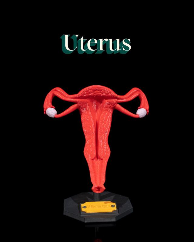 Uterus