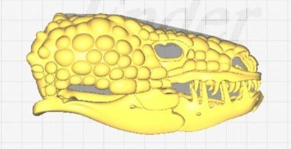 3D model represents with anatomical accuracy the skull of the Gila monster.