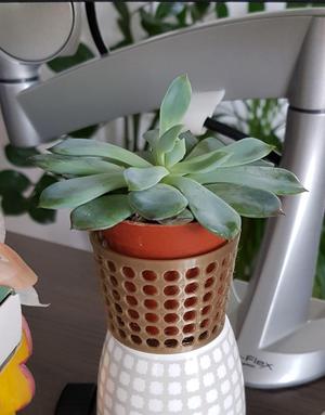 Cover for small plant pot