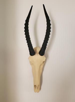 Topi (African Antelope)