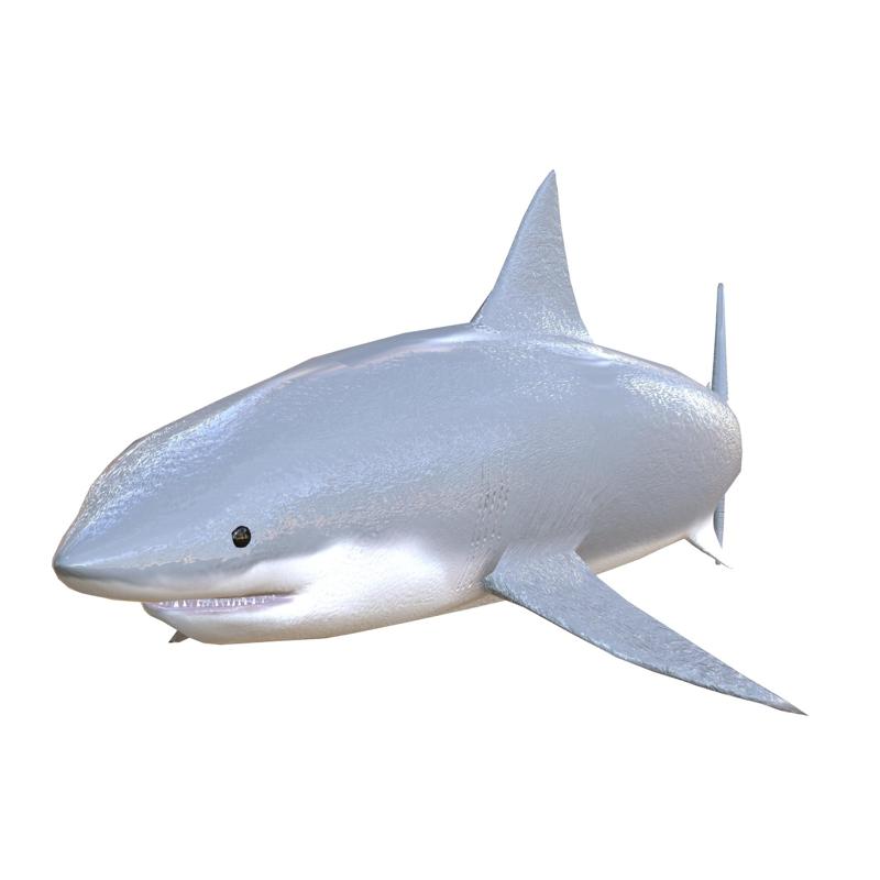 SHARK RIGGED ANATOMY CARP WATER RIVER OCEAN SEA FISHING ANIMAL CARP SALMON SHARK SKELETON FISH 3D OCEAN REPTILE