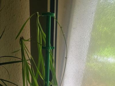 stackable Reed / Spider Plant Support