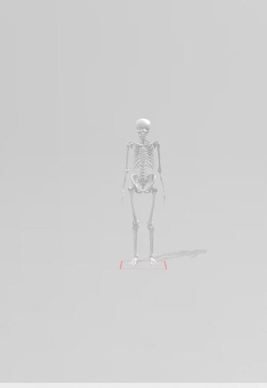 Skeleton of the human body