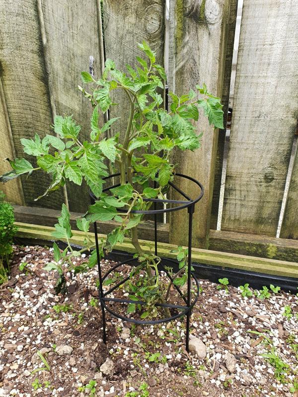 Tomato Plant Support
