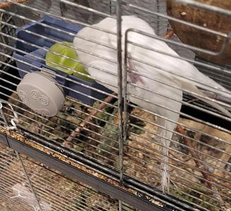 Bird food bowl for IMAC mount