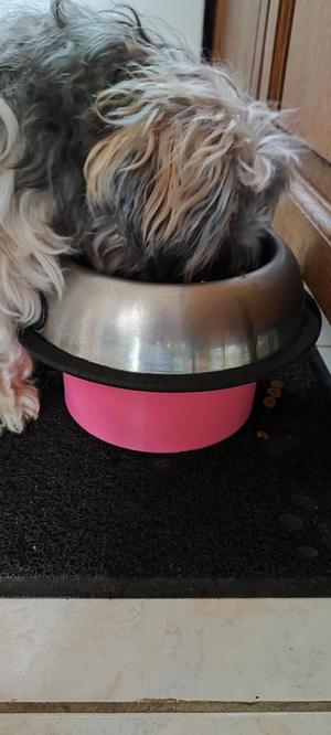 Dog bowl riser