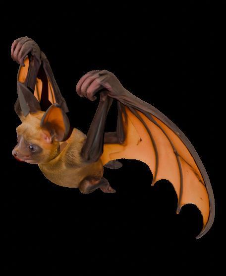 Fruit_Bat_0602001343_texture.usdz