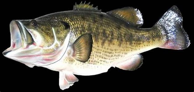 Flexi Bass
