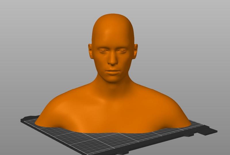 Human Head and Shoulders