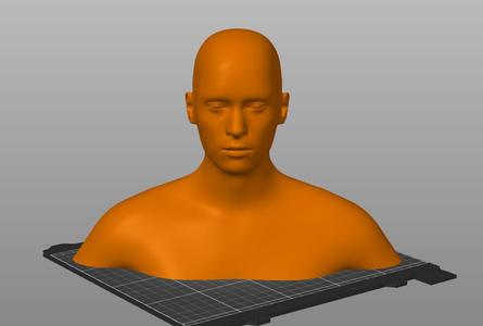 Human Head and Shoulders