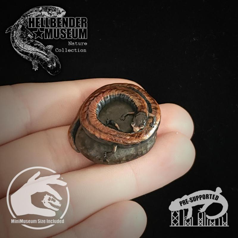 Black-Bellied Slender Salamander Batrachoseps nigriventris