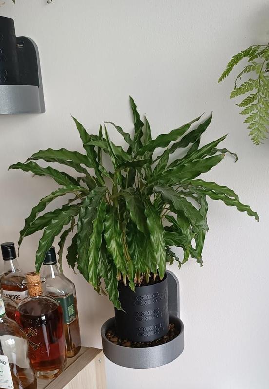 Calathea wall mounted tray + flower pot with thread