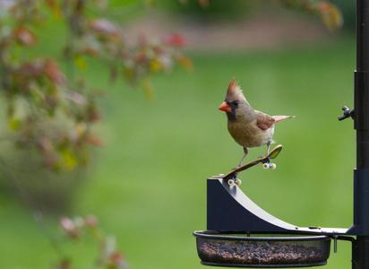 Bird Feeder Quarter Pipe