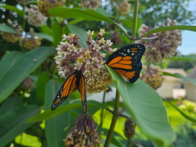 Monarch Butterfly Life Cycle